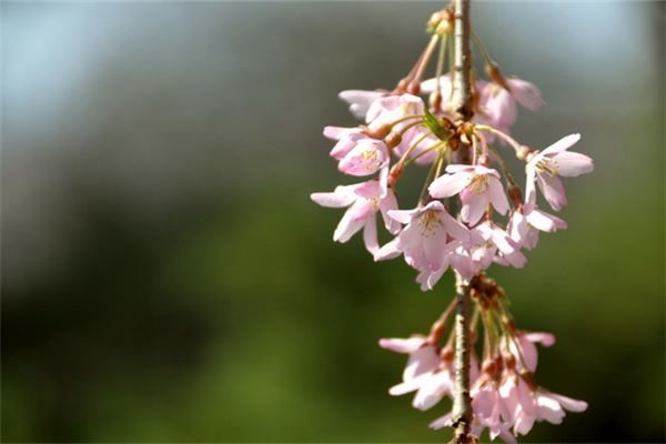 梦见树开花是什么预兆,梦见树开花是什么意思 梦见树开花是什么预兆,梦见树开花是什么意思