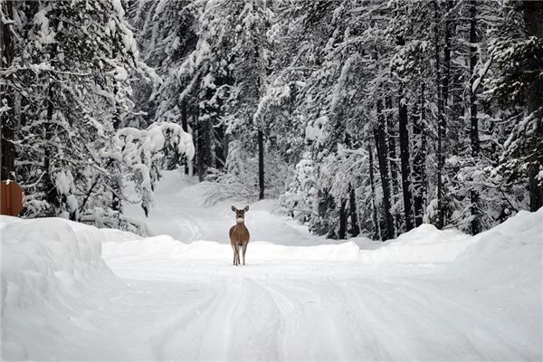 梦见下着鹅毛大雪是什么预兆,梦见下着鹅毛大雪是什么意思 梦见下着鹅毛大雪是什么预兆,梦见下着鹅毛大雪是什么意思