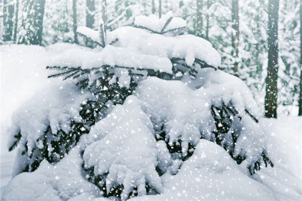 梦见地上下了厚厚的雪是什么预兆,梦见地上下了厚厚的雪是什么意思