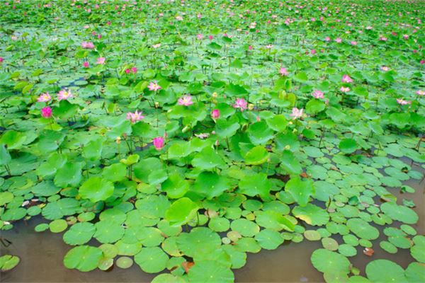 梦见遍地开花是什么预兆,梦见遍地开花是什么意思 梦见遍地开花是什么预兆,梦见遍地开花是什么意思