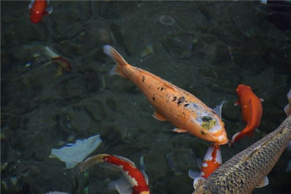 梦见一条大鲤鱼是什么预兆,梦见一条大鲤鱼是什么意思 梦见一条大鲤鱼是什么预兆,梦见一条大鲤鱼是什么意思