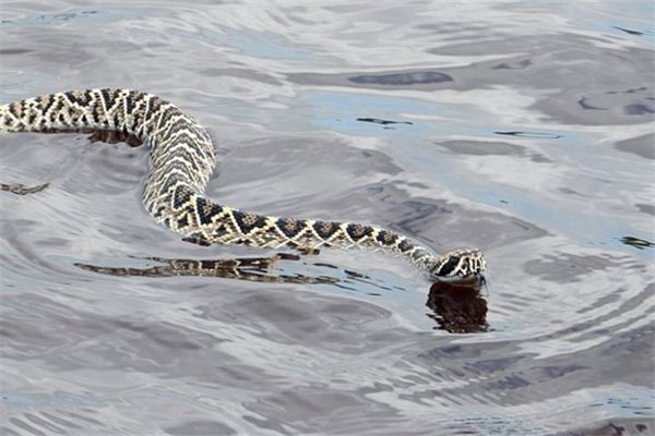 梦见大蛇在水里游是什么预兆,梦见大蛇在水里游是什么意思