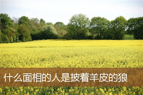 什么面相的人是披着羊皮的狼 什么面相的人是披着羊皮的狼