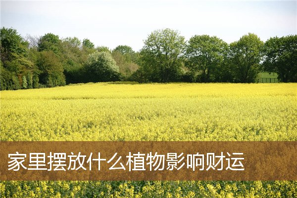 家里摆放什么植物影响财运 家里摆放什么植物影响财运