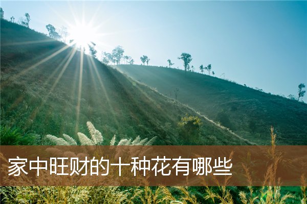 家中旺财的十种花有哪些 家中旺财的十种花有哪些