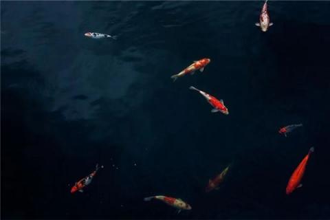 梦见发大水捉鱼是什么预兆,梦见发大水捉鱼是什么意思