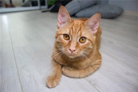 梦见被猫追着咬是什么预兆,梦见被猫追着咬是什么意思 梦见被猫追着咬是什么预兆,梦见被猫追着咬是什么意思