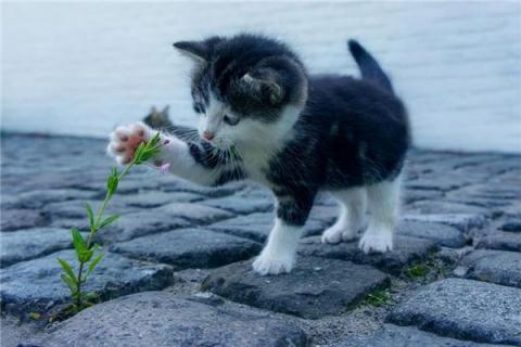 梦见会说话的猫是什么预兆,梦见会说话的猫是什么意思 梦见会说话的猫是什么预兆,梦见会说话的猫是什么意思