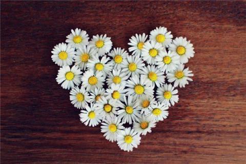 梦见菊花是什么预兆,梦见菊花是什么意思 梦见菊花是什么预兆,梦见菊花是什么意思