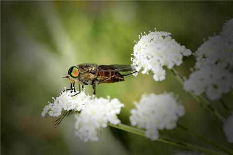 梦见牛虻是什么预兆,梦见牛虻是什么意思 梦见牛虻是什么预兆,梦见牛虻是什么意思