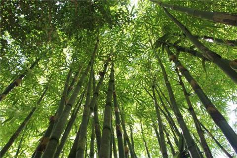 梦见竹林是什么预兆,梦见竹林是什么意思 梦见竹林是什么预兆,梦见竹林是什么意思