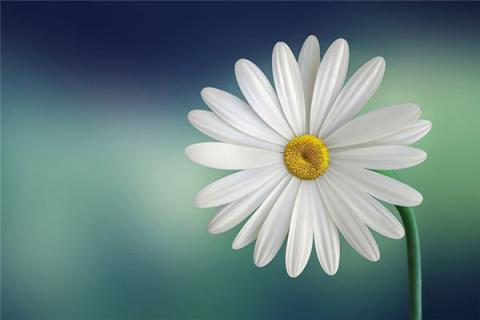 梦见花开是什么预兆,梦见花开是什么意思 梦见花开是什么预兆,梦见花开是什么意思