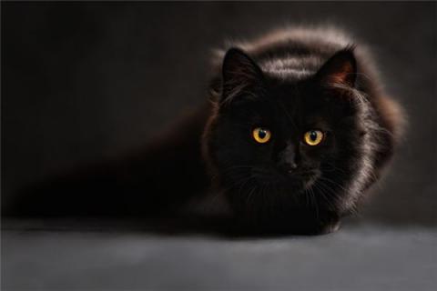 梦见猫咬自己是什么预兆,梦见猫咬自己是什么意思 梦见猫咬自己是什么预兆,梦见猫咬自己是什么意思