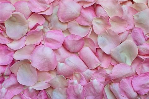 梦见花瓣是什么预兆,梦见花瓣是什么意思 梦见花瓣是什么预兆,梦见花瓣是什么意思