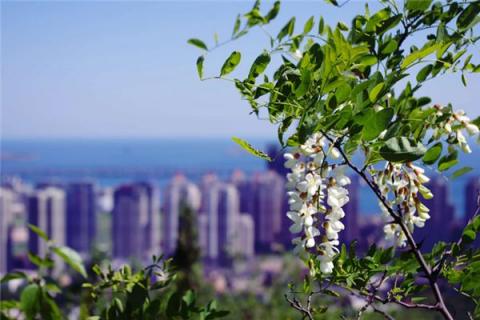 梦见槐花是什么预兆,梦见槐花是什么意思 梦见槐花是什么预兆,梦见槐花是什么意思