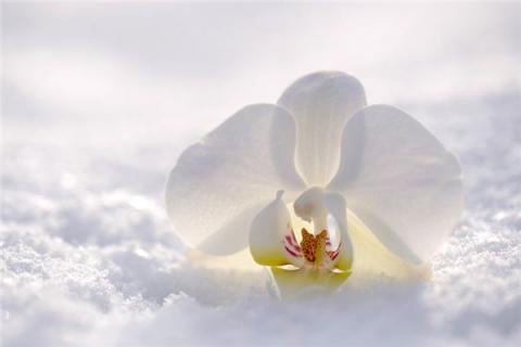 梦见白兰花是什么预兆,梦见白兰花是什么意思 梦见白兰花是什么预兆,梦见白兰花是什么意思