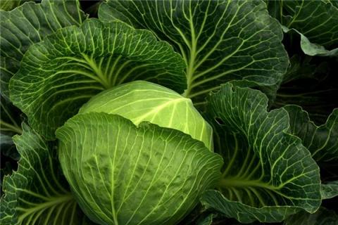 梦见卷心菜是什么预兆,梦见卷心菜是什么意思 梦见卷心菜是什么预兆,梦见卷心菜是什么意思