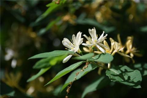 梦见金银花是什么预兆,梦见金银花是什么意思