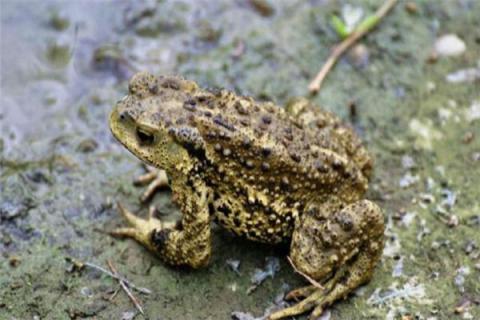 梦见捉癞蛤蟆是什么预兆,梦见捉癞蛤蟆是什么意思 梦见捉癞蛤蟆是什么预兆,梦见捉癞蛤蟆是什么意思