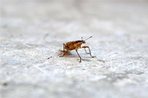 梦见拉出虫子是什么预兆,梦见拉出虫子是什么意思 梦见拉出虫子是什么预兆,梦见拉出虫子是什么意思