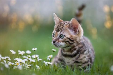 梦见别人送猫是什么预兆,梦见别人送猫是什么意思 梦见别人送猫是什么预兆,梦见别人送猫是什么意思