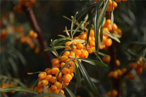 梦见吃沙果是什么预兆,梦见吃沙果是什么意思 梦见吃沙果是什么预兆,梦见吃沙果是什么意思