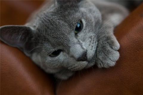 梦见被猫挠是什么预兆,梦见被猫挠是什么意思