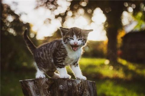 梦见兔子和猫是什么预兆,梦见兔子和猫是什么意思