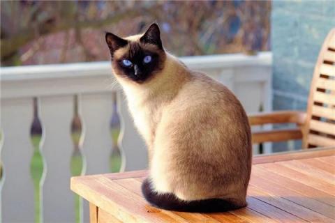 梦见赶走猫是什么预兆,梦见赶走猫是什么意思 梦见赶走猫是什么预兆,梦见赶走猫是什么意思