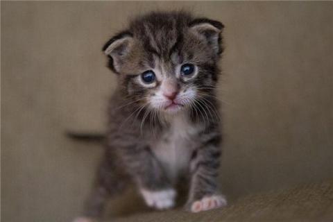 梦见猫流血是什么预兆,梦见猫流血是什么意思