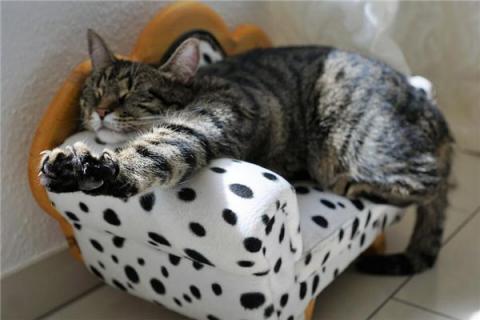 梦见猫在睡觉是什么预兆,梦见猫在睡觉是什么意思 梦见猫在睡觉是什么预兆,梦见猫在睡觉是什么意思