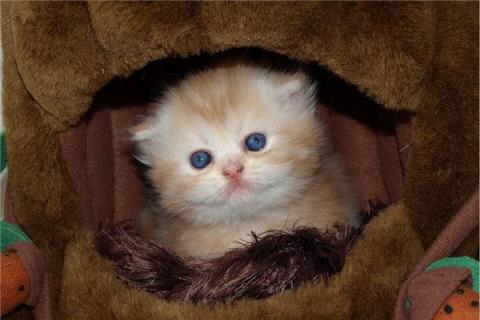 梦见小猫崽是什么预兆,梦见小猫崽是什么意思