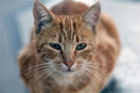 梦见老虎变猫是什么预兆,梦见老虎变猫是什么意思 梦见老虎变猫是什么预兆,梦见老虎变猫是什么意思