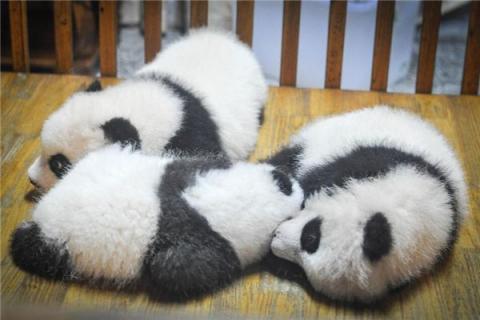 梦见小熊猫是什么预兆,梦见小熊猫是什么意思 梦见小熊猫是什么预兆,梦见小熊猫是什么意思