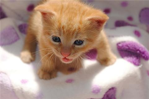 梦见黄猫咪是什么预兆,梦见黄猫咪是什么意思 梦见黄猫咪是什么预兆,梦见黄猫咪是什么意思