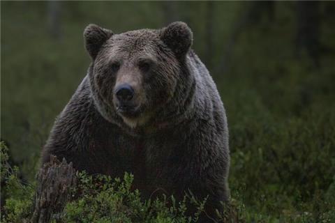 梦见熊吃人是什么预兆,梦见熊吃人是什么意思 梦见熊吃人是什么预兆,梦见熊吃人是什么意思