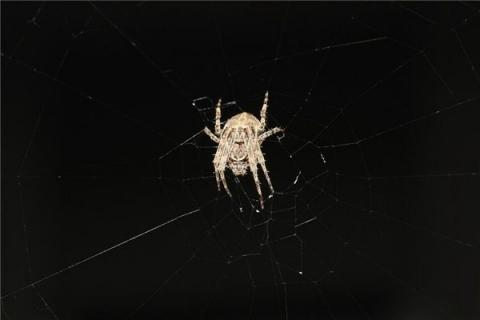 梦见蜘蛛织网是什么预兆,梦见蜘蛛织网是什么意思 梦见蜘蛛织网是什么预兆,梦见蜘蛛织网是什么意思