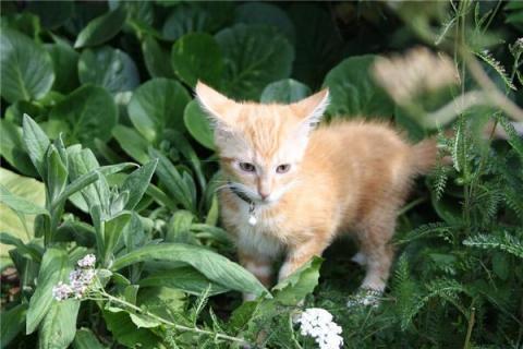 梦见一只消瘦的脏兮兮的猫是什么预兆,梦见一只消瘦的脏兮兮的猫是什么意思 梦见一只消瘦的脏兮兮的猫是什么预兆,梦见一只消瘦的脏兮兮的猫是什么意思