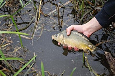 夢見魚死了是什麼預兆夢到魚死了是什麼意思