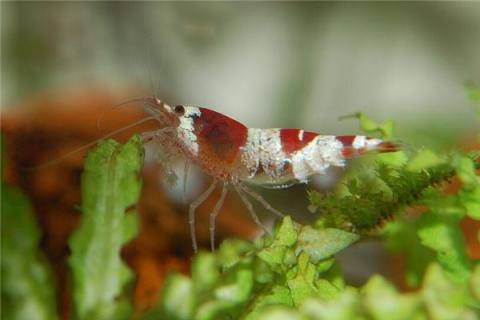 梦见捉虾捉蚬是什么预兆,梦见捉虾捉蚬是什么意思 梦见捉虾捉蚬是什么预兆,梦见捉虾捉蚬是什么意思