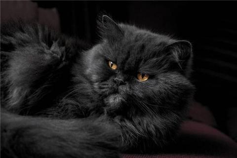 梦见黑猫咬人是什么预兆,梦见黑猫咬人是什么意思 梦见黑猫咬人是什么预兆,梦见黑猫咬人是什么意思