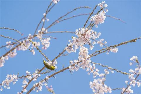 梦见梅花傲雪是什么预兆,梦见梅花傲雪是什么意思