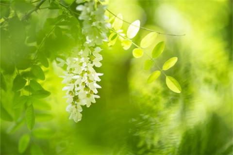 梦见开白花是什么预兆,梦见开白花是什么意思 梦见开白花是什么预兆,梦见开白花是什么意思