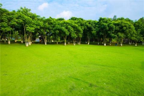 梦见绿草地是什么预兆,梦见绿草地是什么意思 梦见绿草地是什么预兆,梦见绿草地是什么意思