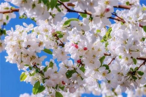 梦见果树开花是什么预兆,梦见果树开花是什么意思 梦见果树开花是什么预兆,梦见果树开花是什么意思