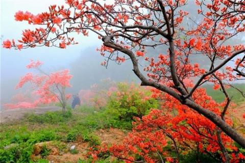 梦见映山红是什么预兆,梦见映山红是什么意思 梦见映山红是什么预兆,梦见映山红是什么意思