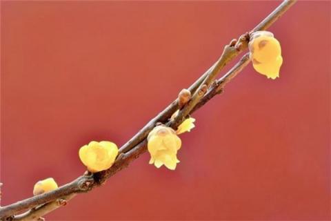 梦见腊梅花是什么预兆,梦见腊梅花是什么意思 梦见腊梅花是什么预兆,梦见腊梅花是什么意思