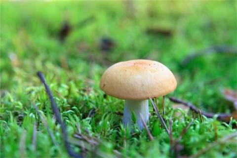 梦见大蘑菇是什么预兆,梦见大蘑菇是什么意思 梦见大蘑菇是什么预兆,梦见大蘑菇是什么意思