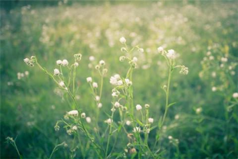 梦见遍地鲜花是什么预兆,梦见遍地鲜花是什么意思