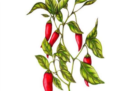 梦见辣椒树是什么预兆,梦到辣椒树是什么意思?